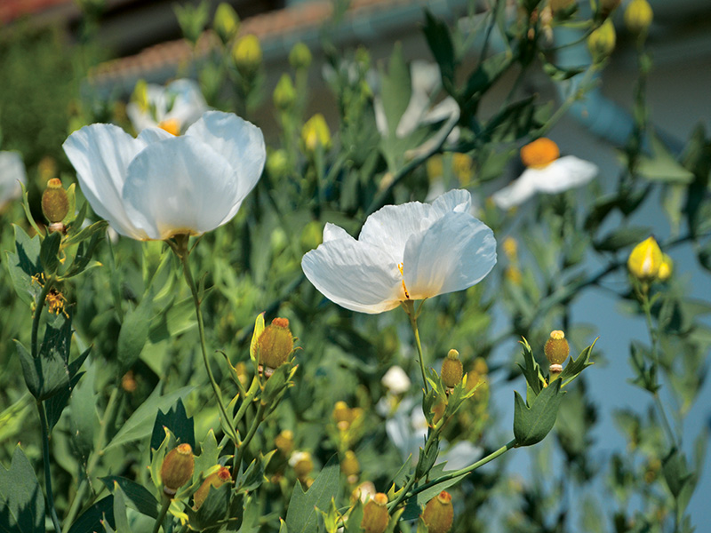 Le jardin piscine de La Teste-de-Buch