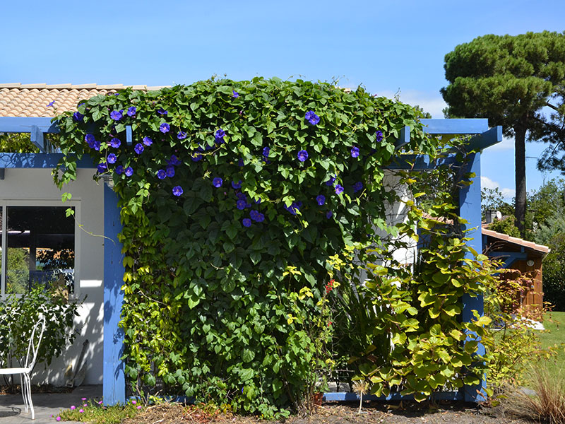 Le jardin piscine de La Teste-de-Buch