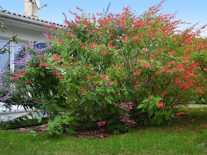 Le jardin piscine de La Teste-de-Buch