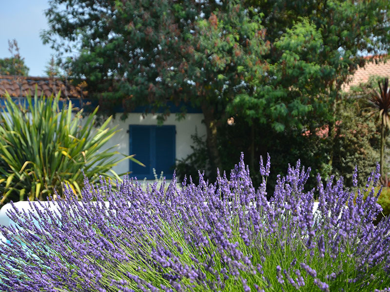 Le jardin piscine de La Teste-de-Buch